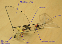 Fig. 1: Avian-based flapping-wing MAV